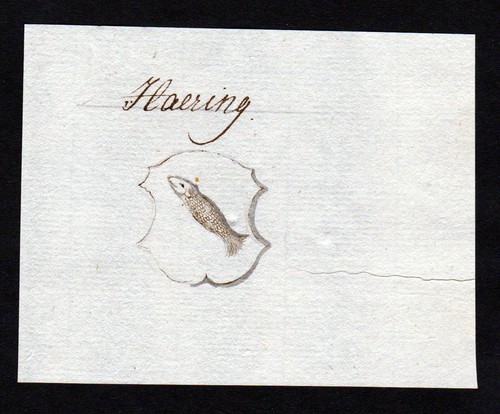 Haering häring - 18.,